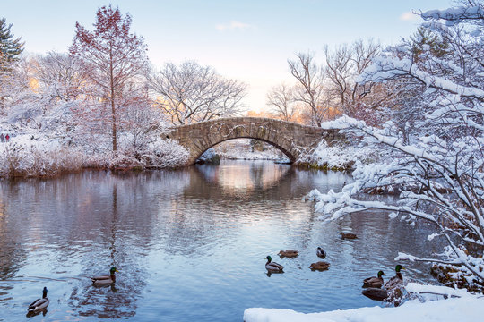 Fototapeta Park Centralny. Nowy Jork. USA w zimie pokryte śniegiem