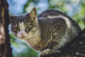 cat on a tree in the garden