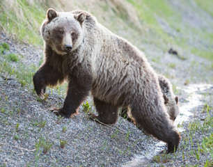 Obraz premium Grizzly bear