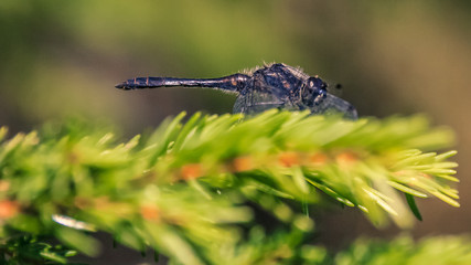 Macro of dragonfly on branch