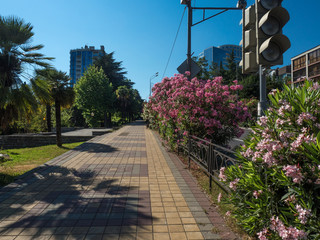 Lush bushes with flowers in the city streets