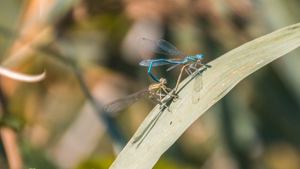 Macro of dragonfly on branch