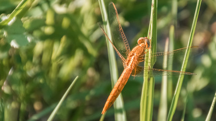 Macro of dragonfly on branch