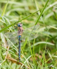 Macro of dragonfly on branch