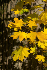 Yellow maple leaves on the background of an old tree on a clear sunny day