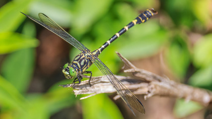 Macro of dragonfly on branch