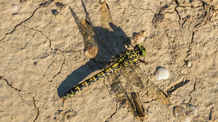 Macro of dragonfly on ground