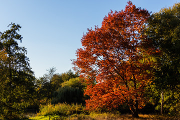 Naklejka premium Bäume und Sträucher mit bunten Blättern im Herbst