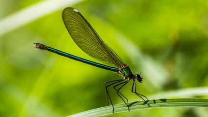 Macro of dragonfly on leaf