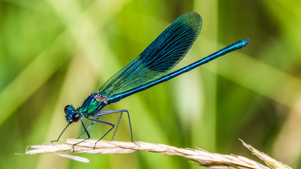 Macro of dragonfly on branch