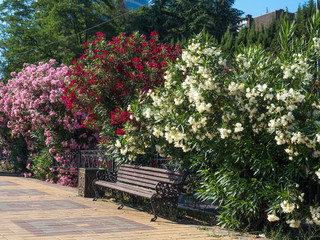 Lush bushes with flowers in the city streets
