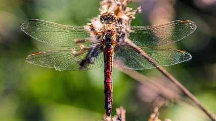 Macro of dragonfly on branch