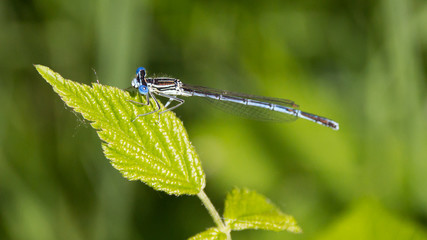 Macro of dragonfly on leaf