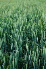 Summer scene with green wheat field