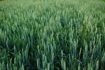 Summer landscape with green wheat field