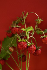 Bunch of fresh forest strawberries on red
