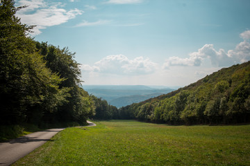 foreshortening of a beautiful french forest