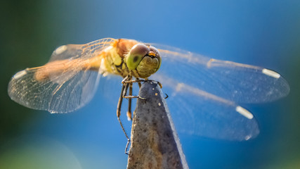 Macro of dragonfly on branch