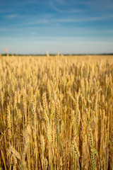 Yellow farm field with wheats
