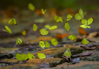 Group of small yellow butterflies name Tree Yellow (science name: Gandaca harina) flying and landing on ground in the forest background, Pang Sida National Park, Thailand.