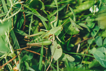 A close up of the grasshopper on grass