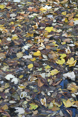 herbstlaub in einem teich