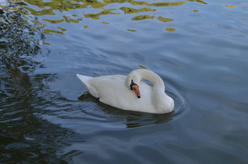 Cisne