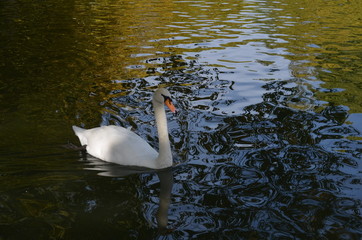 Cisne