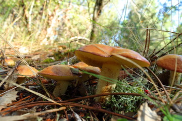 Pejines sobre el suelo del bosque