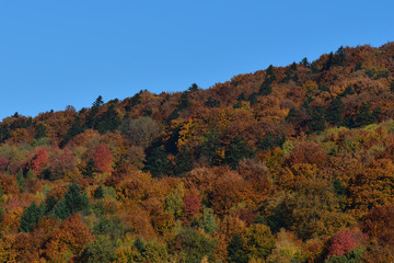 nature trees in autumn colored in color