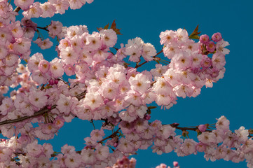 Kirschblüten Zierkirsche