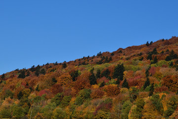 beautiful colorful autumn view from above