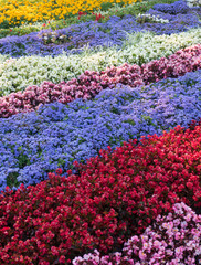 Multicolored flowers are beautifully planted in city beds