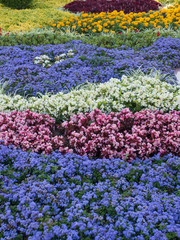 Multicolored flowers are beautifully planted in city beds