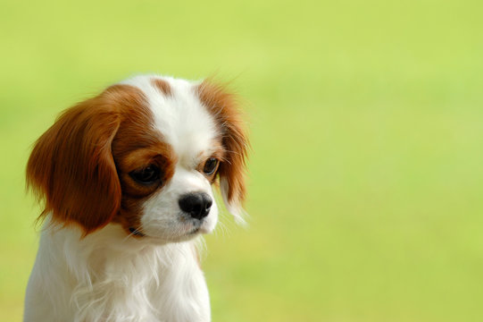 キャバリア の画像 1 812 件の Stock 写真 ベクターおよびビデオ Adobe Stock