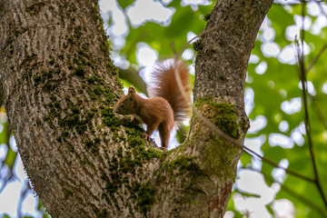 Eichhörnchen