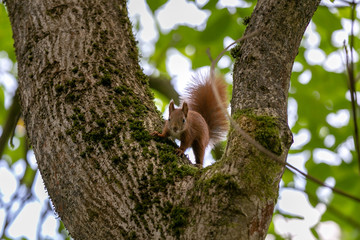 Eichhörnchen © Marlon Bönisch