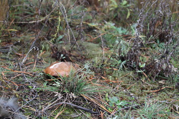 mushroom in the forest