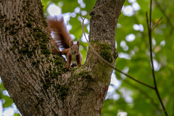 Eichhörnchen