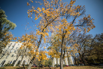 City park with yellow foliage against the blue sky