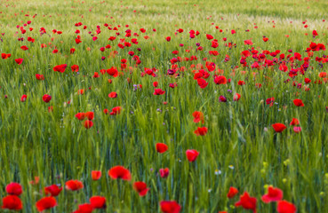Fototapeta premium Pole maków