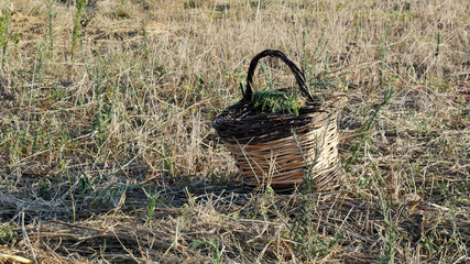 basket fruit on field