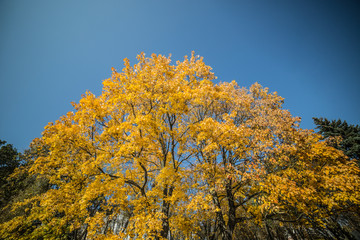 Fototapeta premium City park with yellow foliage against the blue sky