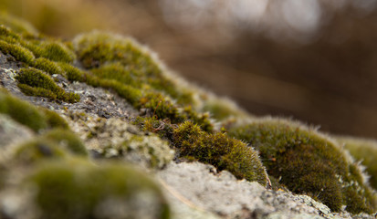 Extreme close up of moss covered rock