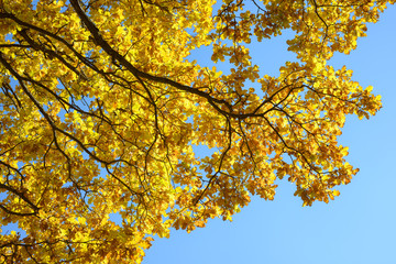 Beautiful colorful leaves in autumn forest. Red, orange, yellow, green and brown autumn leaves. Oak foliage. Seasonal background