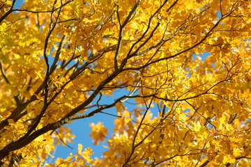 Fototapeta na wymiar Beautiful colorful leaves in autumn forest. Red, orange, yellow, green and brown autumn leaves. Oak foliage. Seasonal background