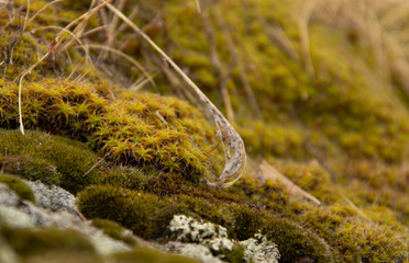 moss closeup