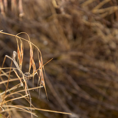 fall foliage closeup