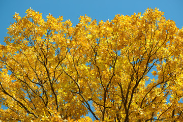 Beautiful colorful leaves in autumn forest. Red, orange, yellow, green and brown autumn leaves. Oak foliage. Seasonal background