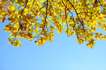 Beautiful colorful leaves in autumn forest. Red, orange, yellow, green and brown autumn leaves. Oak foliage. Seasonal background